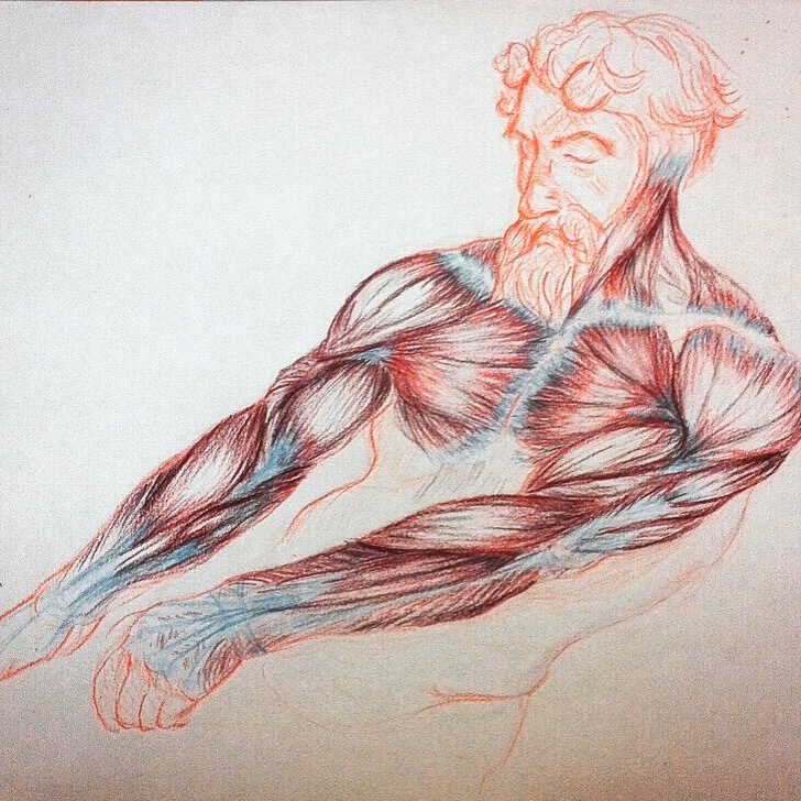 Curso Ilustración anatómica